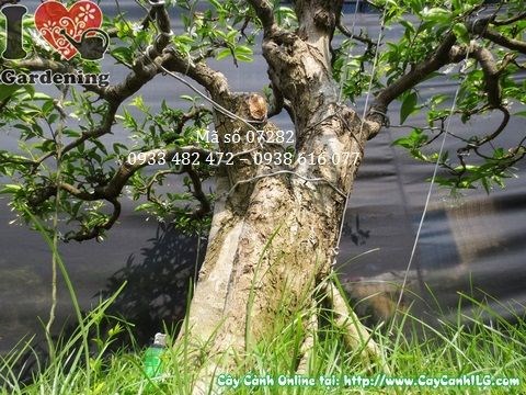 Toàn cảnh cây mai chiếu thủy bonsai già 90cm Ms 07282 tại ILG