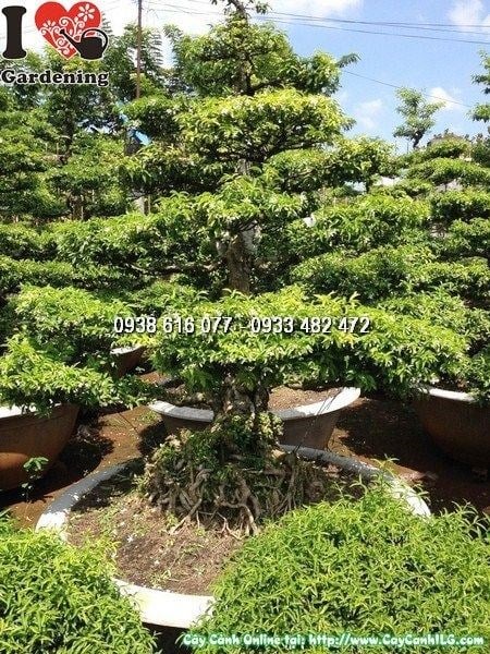 Cây mai chiếu thủy bonsai gốc đẹp tán rộng cao 1m2 Ms 24948