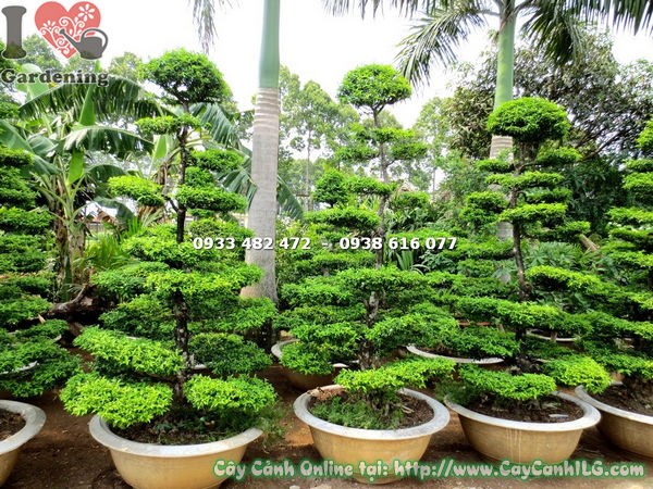 Cây mai chiếu thủy bonsai kiểng cổ cao 2m – dáng cây đẹp, thân cổ