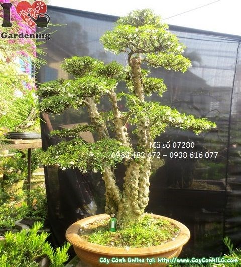 Cây mai chiếu thủy lá nhỏ bonsai già toàn cảnh mặt sau rõ nét