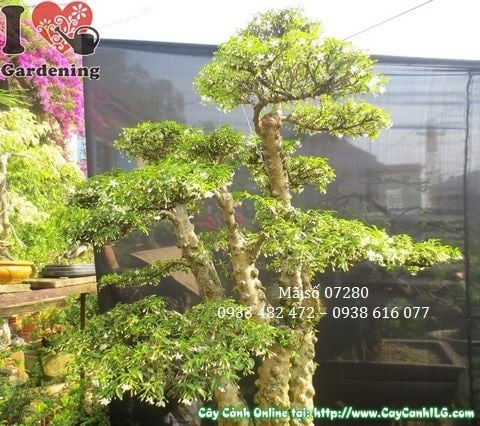 Cây mai chiếu thủy lá nhỏ bonsai già góc chụp thứ 5 toàn cảnh đẹp