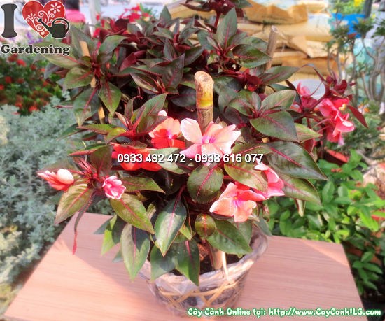 cây mai dạ thảo cao 30cm - thảm hoa rực rỡ