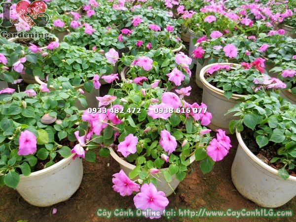 Chăm sóc cây mai địa thảo hồng cao 15cm – tưới nước và ánh sáng phù hợp
