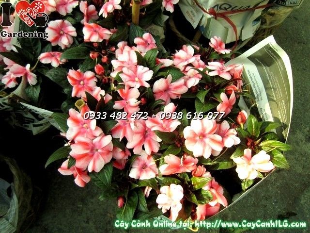 Cây mai địa thảo hồng trồng thảm cảnh quan công trình sân vườn