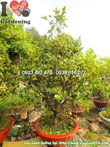 Hoa mai đỏ nở rực rỡ trên cây 1,8m sau khi chăm sóc đúng kỹ thuật
