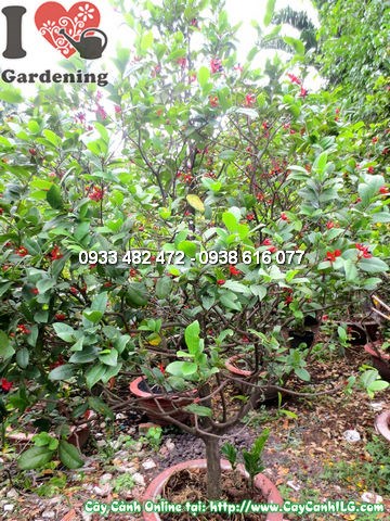 Cây mai tứ quý (mai đỏ) cao 1,8m ứng dụng cảnh quan công trình, hàng rào sinh thái
