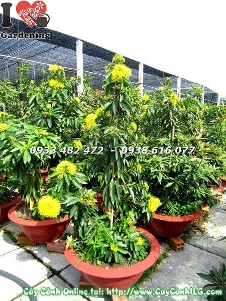 Cây mai thái vàng cao 1.1m phát triển đẹp