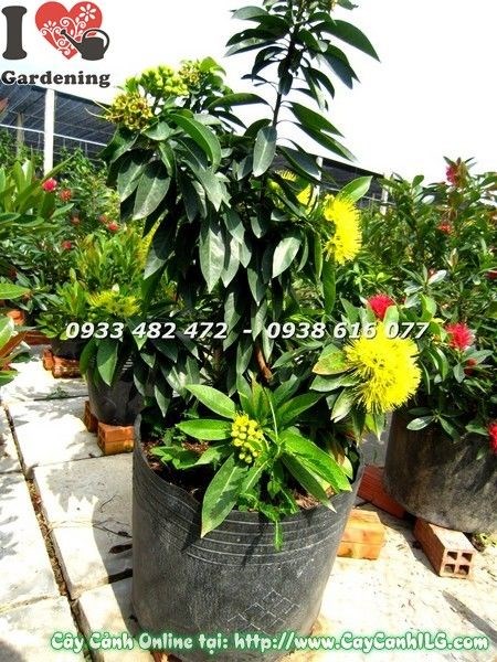 Cây mai thái vàng tạo dáng đẹp trang trí