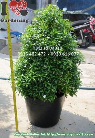 Hoa mai tiểu thư trắng nở thành cụm trên dáng tháp cao 60cm