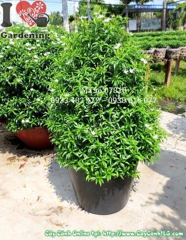 Chi tiết dáng tháp cây mai tiểu thư cắt tháp 60cm Ms 07810
