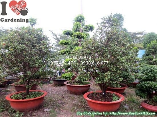 Cây mai tứ quý cao 2m hoành gốc 40cm ms 03973 tại ILG