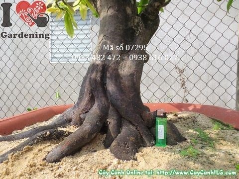 Chi tiết gốc cây mai vàng bonsai 1m2 hoành 51cm