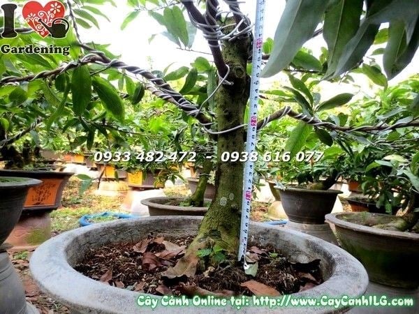 Hoa mai vàng 5 cánh nở đẹp rực rỡ