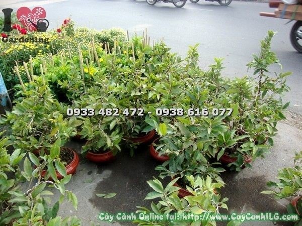 Cây mai vàng cao 65cm Ms 19742 tại vườn ILG