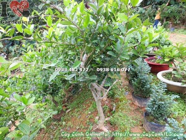 Cây mai xanh khỏe mạnh, lá xanh bóng, gốc bền chắc