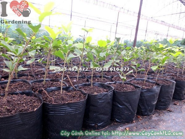 Cây mai xanh giống Ms 13332 – cây nhỏ dễ trồng số lượng lớn