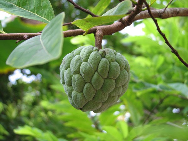 Cây mãng cầu làm cảnh quan sân vườn