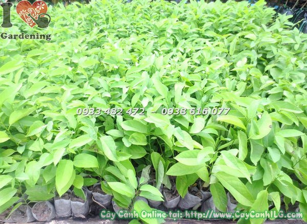 Cây mãng cầu giống chuẩn bị ra hoa