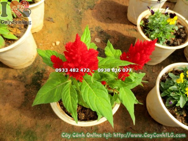 Chăm sóc cây mào gà mỹ hoa đỏ cao 15cm đúng cách