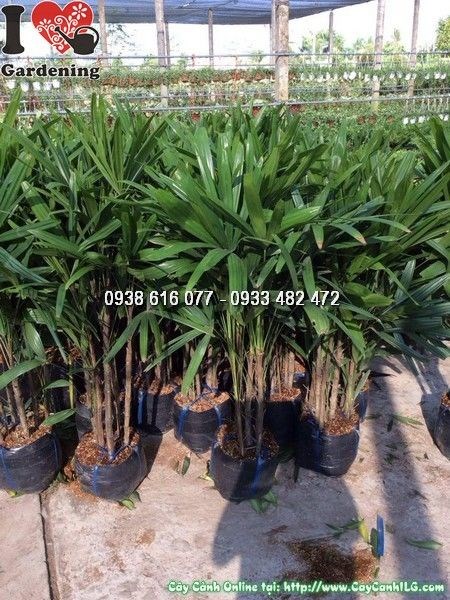 Cây mật cật giống chất lượng từ vườn ILG