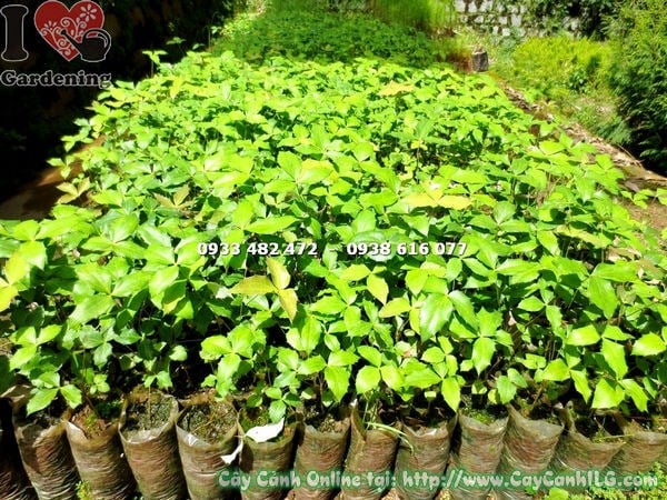 Đặc điểm lá cây mật gấu xanh bóng