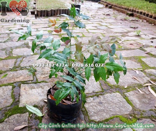 cây mật gấu giống 40cm bộ rễ phát triển