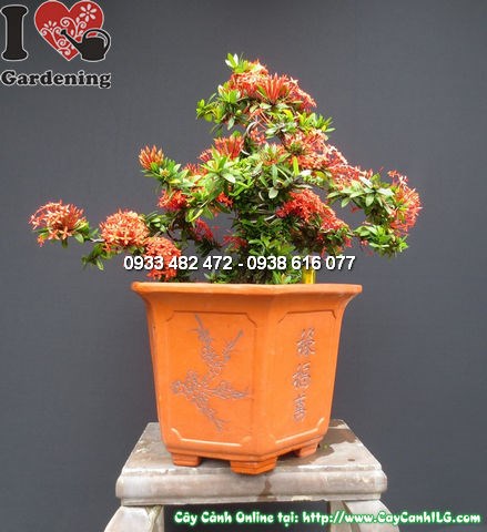 Cây mẫu đơn đỏ bonsai đẹp tại vườn ILG