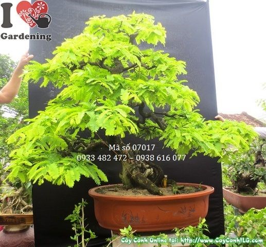 Cây me bonsai già dáng đẹp cao 1m hoành 41cm Ms 07017 - mặt chính diện 2