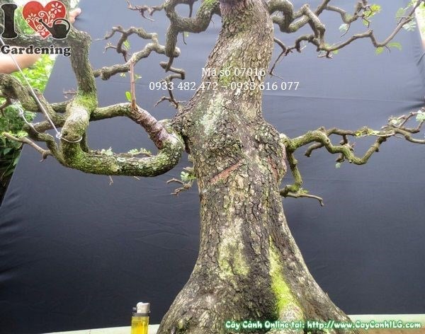 Cây me bonsai già dáng trực phong thủy sảnh văn phòng