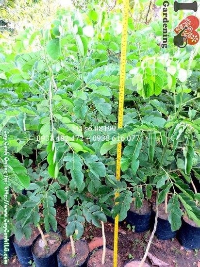 Cây me tây tại vườn ILG TP.HCM