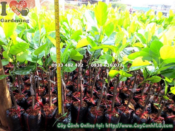 Cây mít siêu sớm giống cao 50cm – ILG cung cấp sỉ lẻ