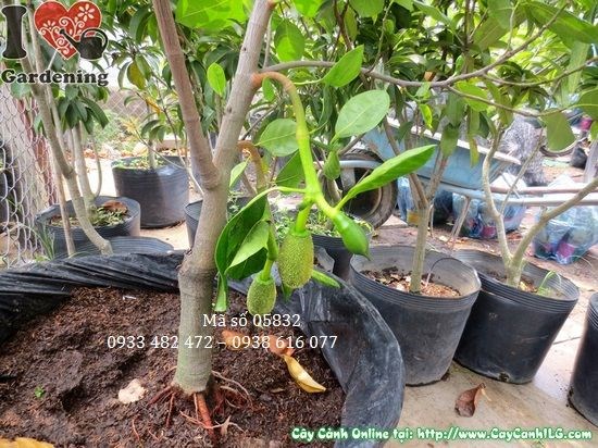 Cây mít thái có trái – hình ảnh thực tế tại vườn ILG
