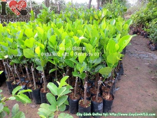 Cây mít Thái giống tại vườn ILG