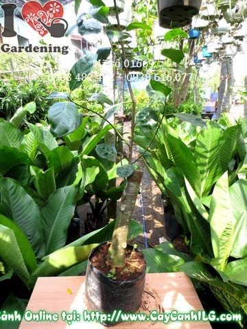 cây mít thái giống cao 1m2 – Ms 01669 tại ILG