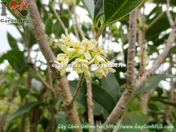 Hoa mộc hương nở rộ toả hương thơm dịu
