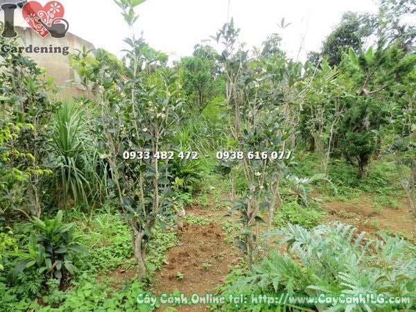 Cây mộc hương cao 2m tại vườn ILG