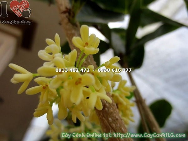 Hoa mộc hương trắng tinh khiết toả hương thơm