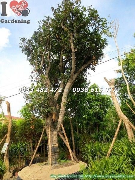 Cây mộc hương gốc lớn cao 3m tại vườn ILG