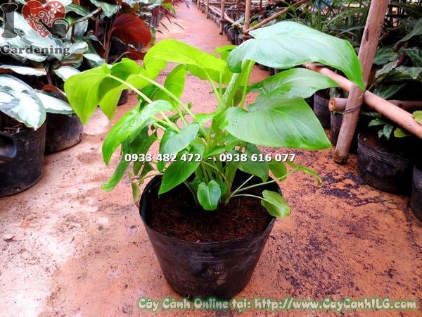Cây môn cảnh lá xanh loại mới cao 30cm – cây nội thất văn phòng
