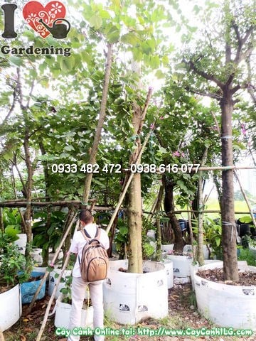 Tán lá cây Móng Bò rộng tạo bóng mát