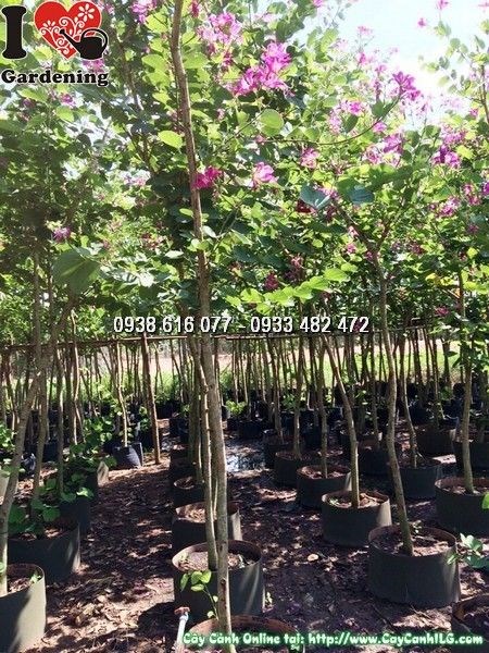 cây móng bò đường kính 8-10cm Ms 25767