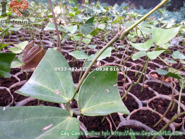 Cây móng cọp xanh – hoa độc đáo, leo phủ giàn đẹp