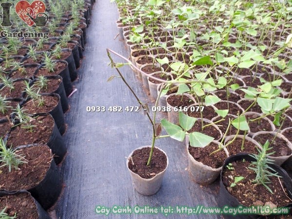 Cây móng cọp xanh giống cao 20cm – thân leo phát triển mạnh