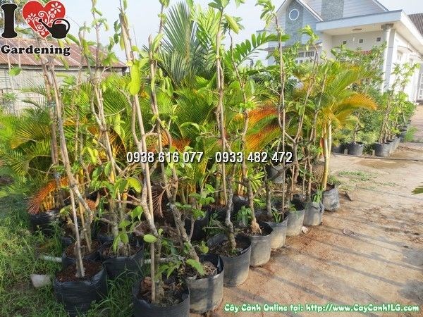 Cây móng rồng cao 2m – dây leo thân gỗ trang trí sân vườn