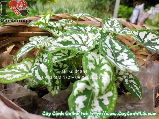 Lá Cây Môn Trắng gân trắng nổi bật