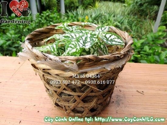 Chăm sóc Cây Môn Trắng trong nhà