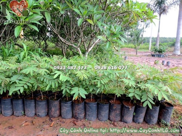 Cây muồng đen giống 50cm – chăm sóc đúng kỹ thuật tại ILG