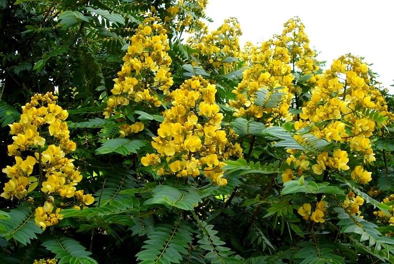Hoa vàng rực rỡ của cây Muồng Đen