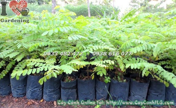 Cây muồng hoa đào Ms 18428 – hoa hồng đào đẹp rực rỡ