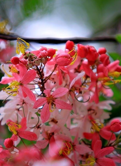Cây muồng hoa đào – hình ảnh tán cây và hoa đẹp